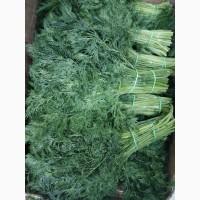 Продам зелень укроп Петрушка Лук зелёный
