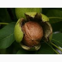 Куплю горіх