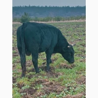 Продам биків, бичков, Крс, Врс