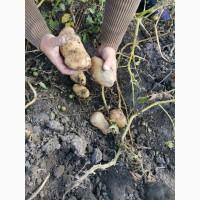 Продам картоплю товарну, насіневу. нідерландської селекції