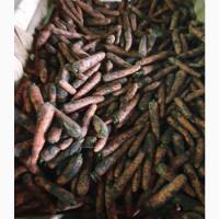 ФГ реалізує моркву (товарну, крупну) сорти Шантане, Олімпо