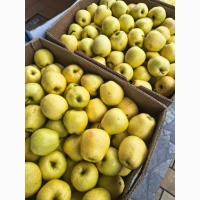 Яблуко Голден Перший Сорт Вінниця