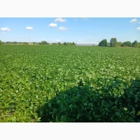 Соя Насінева Kansas Друга Репродукція