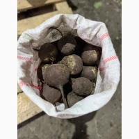 Продам буряк