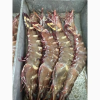 Special Offer - Frozen Bonito (Пеламида / Пиламида) Frozen on board, size 1 kg+, price 150