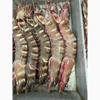 Special Offer - Frozen Bonito (Пеламида / Пиламида) Frozen on board, size 1 kg+, price 150