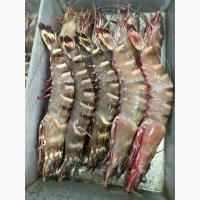 Special Offer - Frozen Bonito (Пеламида / Пиламида) Frozen on board, size 1 kg+, price 150