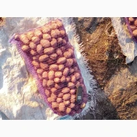 Продам товарну та посадкову картошку