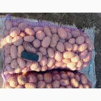 Продам товарну та посадкову картошку