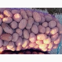 Продам товарну та посадкову картошку