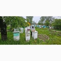 Продаются бджолопакети, бджолосім#039;ї, матки