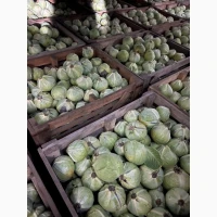Капуста сорт Саксесор