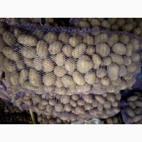 Продам насіневу картоплю