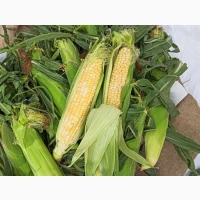 Продам солодку кукурудзу ракель Дубно