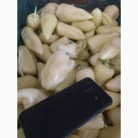 Продам перець салатний та гострий