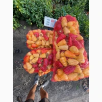 Продам перець сорт Керіл, Білозірка
