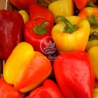 Продам перець Барбі