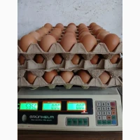 Куриные яйца столовые