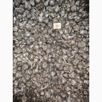 Часник Любаша