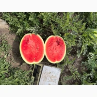 Продам свій кавун Бомбейро 50-100т