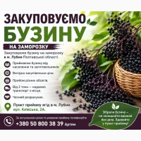 Купуємо бузину на заморозку
