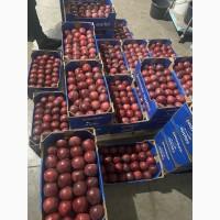 Продам яблука:Гала Шніко Ред гарноі якості Вінницька обл