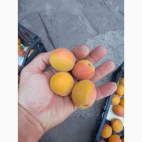 Продам пізній абрикос сорт Фардао