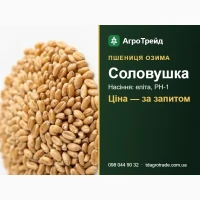 Насіння пшениці Соловушка (Іванівська ДСС) - озима, еліта, РН-1