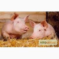 Продам поросята 15-20КГ