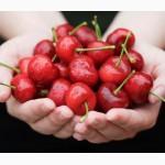 Продам Саженцы плодовых и декоративных деревьев и кустарников