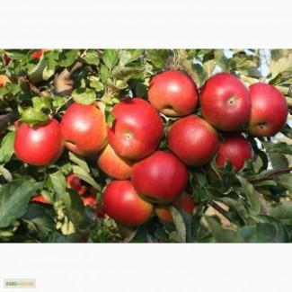 Продам саженцы фруктовых деревьев и кусты роз