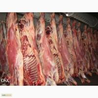 ТЗОв «Мясодар» на постійній основі реалізує м ясо в пів тушах корова