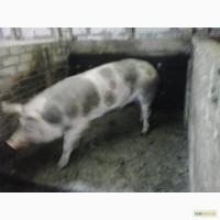 Продам хряка.2 года.Вес примерно 300 кг.Мясной.Порода петрен.Чистопородный