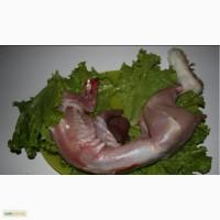 Куплю кроликов тушки мяса