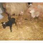 Продам ягнят