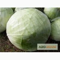 Продам товарную капусту, сорт Анкома, Валентина, Агрессор F1