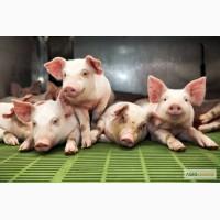 Продаж поросят елітних м ясних порід