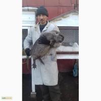 Продам нутрий