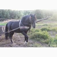 Продам рабочего коня
