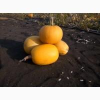 Продам тыкву с семечкой с поля