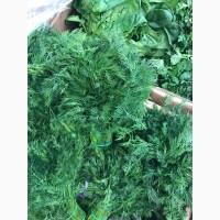 Продам Укроп крупным и мелким оптом недорого