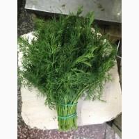 Продам Укроп крупным и мелким оптом недорого