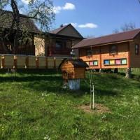Продам пчелопакеты Карпатской породы