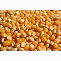 Продам кукурузу фуражную