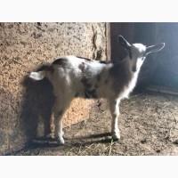 Козлята