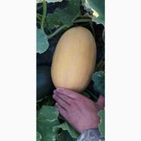 Продам оптом дыню МАФ в Херсонской области