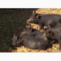 КРЕПКИЕ ВЬЕТНАМСКИЕ поросята, свиньи- свиноматки, хряки. Кармалы, мангалы