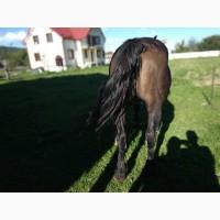 Продам кобилу з лошам