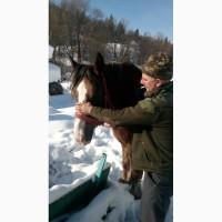 Продам кобилу ваговоза