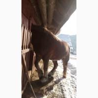 Продам кобилу ваговоза
